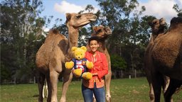 Camels