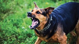 Animals, Blasting, and Strict Liability