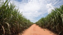 The Europeans' Plantation Labor Problem