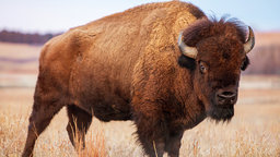 Struggles of the Plains Indians