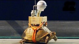 The World's Slowest Rube Goldberg