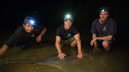 Sawfish