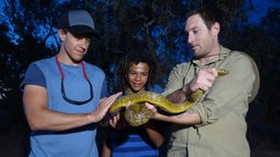 Inland Taipan