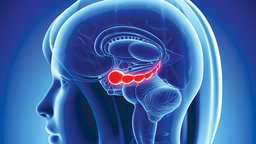 The Neural Basis of Explicit Learning