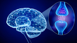The Neural Basis of Implicit Learning