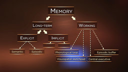Introduction to Working Memory