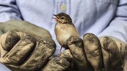 The Politics of Nature - Environmentalism