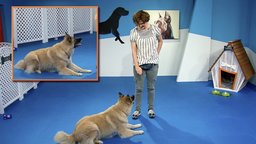 Getting the Behavior: Verbal Cues