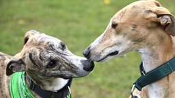 Understanding Your Dog's Behavior