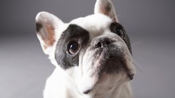 Verbal Cues: Developing Discrimination
