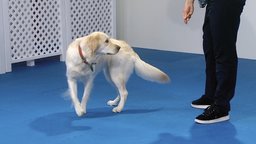Tricks: Wave, Take a Bow, Spin, Heel