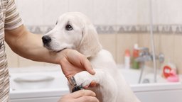 Husbandry: Limb Handling and Toothbrushing