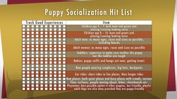 Puppies and Senior Dogs