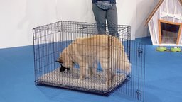 Crating and Alone Training