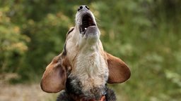Managing Barking