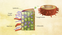 Living Soils: Bacteria and Fungi