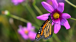 Plant Selection: Natives versus Non-Natives