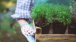 Plant Selection: Function and Form