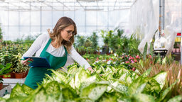 Plant Selection: Finding Quality Specimens
