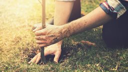 Planting for Survival