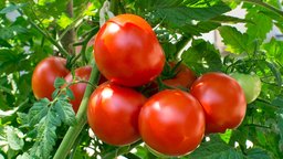Creating Safe Food Gardens