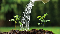Water-Wise Landscaping