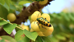 Integrated Pest Management