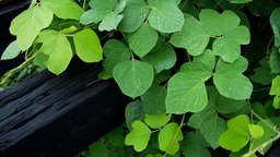 What to Do about Weeds