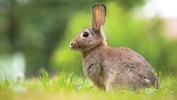 What to Do about Herbivores