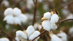 The Birth of the Cotton South